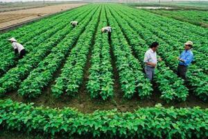 Gây dựng, lan tỏa văn hóa sản xuất, kinh doanh nông nghiệp an toàn