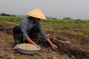 'Giải cứu' hành tăm Nghệ An trước tình trạng ế ẩm