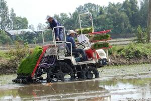 Giảm lượng giống gieo sạ