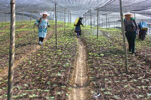 Trồng cây tiền tỷ: Thu 2 triệu/kg từ loại cây quý như vàng