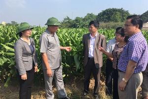 Đạt 500 - 600 triệu đồng/ha, dân Chí Tân đổi đời nhờ trồng nghệ