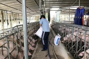 Người nuôi heo cạn vốn, bán đất trả nợ và cầm cố sổ đỏ