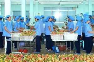 Rau quả "vượt mặt" lúa gạo, trở thành ngành hàng "hot"