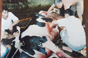 Vĩnh Phúc: Cắt tia máu bò sữa - thủ đoạn tàn độc