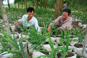 "Bí kíp" trồng gừng trong bao của nông dân thành phố Huế