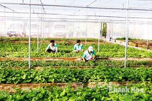 Từ bỏ giấc mơ tiến sĩ vì rau sạch