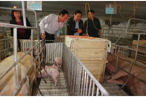 3 trang trại có doanh thu tiền tỷ ở Lào Cai