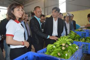 Bộ trưởng tìm đất hộ "vua" chuối