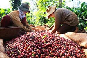 Giá nông sản hôm nay 14.4: Giá cà phê vẫn theo hình sin, hồ tiêu có hồi phục?