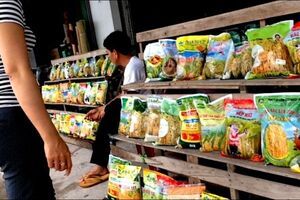 Loạn giống lúa kháng bạc lá, nông dân rơi vào 'ma trận'