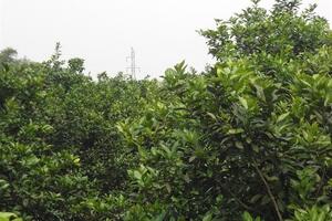 Đua nhau trồng cam, Con Cuông đứng trước bài toán cung vượt cầu