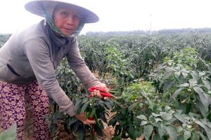 Ớt chín đầy đồng không có người mua