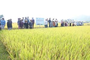 Cánh đồng mẫu lớn thâm canh lúa cải tiến