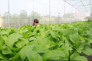 Bước tiến chuyển đổi cây trồng