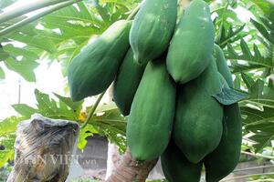 LẠ: Dùng “chiêu” cắt thân để đu đủ cho quả quanh năm
