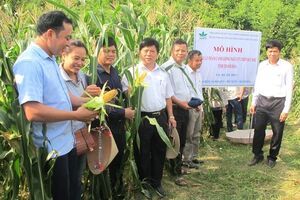 Tiềm năng từ mô hình trồng ngô trên đất dốc