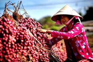 Hành tím Vĩnh Châu giảm giá mạnh