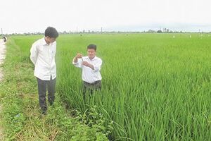 Bám ruộng, lội đồng sát cánh cùng nông dân