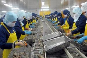 Tôm xuất khẩu vào Hàn Quốc buộc phải có chỉ định kiểm dịch