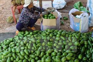Giá bơ Đắk Lắk tăng hơn năm ngoái từ 5.000​-8.000 đồng