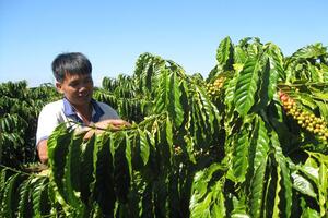 Ngành ngân hàng: Đồng hành phát triển Tây Nguyên