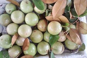 Trái vú sữa Việt Nam đã chính thức nhập khẩu vào Hoa Kỳ