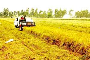 Hướng nông dân áp dụng tiến bộ kỹ thuật vào sản xuất lúa hàng hóa