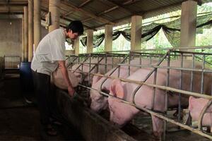 Dừng nhập khẩu thức ăn chăn nuôi có chứa kháng sinh kích thích sinh trưởng