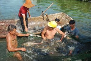 Lời giải cho bài toán tái cơ cấu nông nghiệp ở những xã vùng lũ Nho Quan