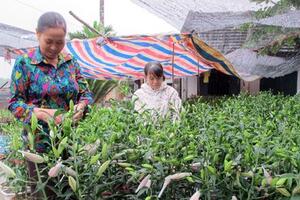 Trồng hoa ly cho thu nhập cao