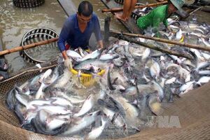Giá cá tra nguyên liệu có xu hướng tăng