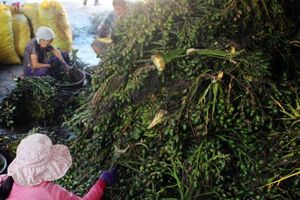 Cau trái tăng giá, nhà vườn bội thu