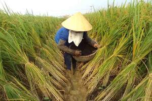 Xuất khẩu gạo: Tập trung vào những mặt hàng có thế mạnh