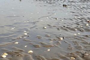Hải sản ven biển Kiên Giang chết hàng loạt