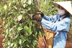 Gấp rút cải thiện chất lượng để cứu ngành hồ tiêu