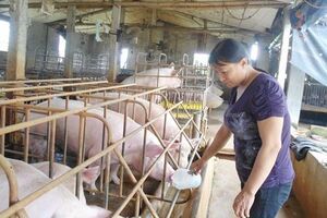 Hưng Yên: Người nuôi lợn bán rẻ, người ăn thịt mua đắt
