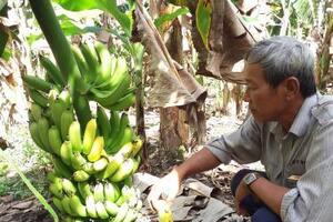 Chuối 'ế' và câu chuyện 'giải cứu' nông sản Việt