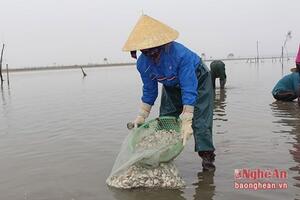 Quỳnh Lưu: Thu hàng chục tỷ đồng mỗi năm từ nuôi ngao