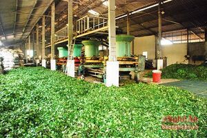 Thanh Chương: Thu 30 tỷ từ chè vụ xuân