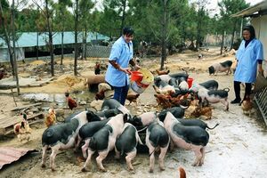 Hiệu quả mô hình nuôi lợn sạch Móng Cái