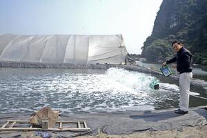 Nuôi tôm bằng nhà bạt giữa lòng thành phố