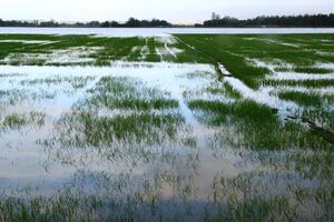 Lúa mới gieo sạ chìm trong biển nước, nông dân trở tay không kịp