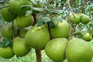 Bưởi da xanh Bến Tre không đủ hàng xuất khẩu
