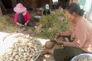 Giá tỏi cao kỷ lục, nông dân Khánh Hòa được mùa kép