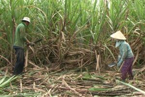 Cơ cấu lại ngành mía đường: Xu hướng tất yếu khi hội nhập
