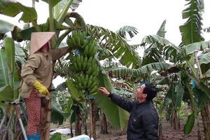 Bệnh vàng lá Panama trên cây chuối và giải pháp phòng ngừa