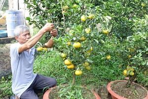 Người khởi xướng đưa quýt hồng vào chậu kiểng chưng Tết