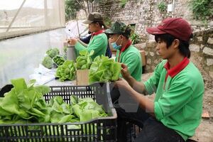 Đồng Tháp sẽ mở rộng diện tích rau màu an toàn lên hơn 1.000ha