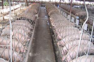 Rà soát quy hoạch chăn nuôi gắn với thị trường