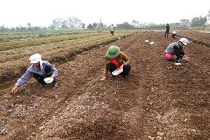 Yên Khánh sôi nổi ra quân sản xuất nông nghiệp đầu năm